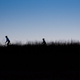 Illustration for article titled Shooting Challenge Silhouettes Gallery 1